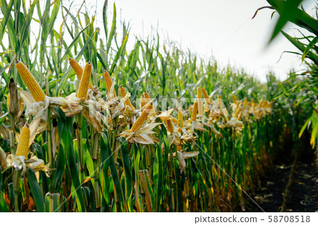 Yellow ear of corn in the field 58708518