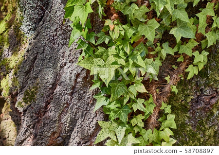 Ivy Growinf on a tree Ivy Growinf on a tree 58708897