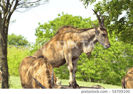 Eland Eland 58709100