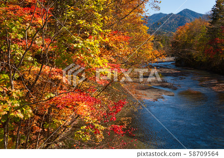 Autumn leaves on the waterside Autumn leaves on the waterside 58709564