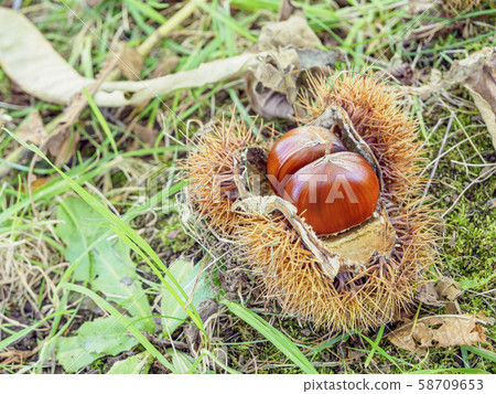 掉在地上的成熟栗子 58709653