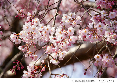 Cherry blossoms at Daigoji Cherry blossoms at Daigoji 58709773