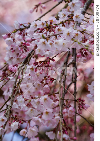 Cherry blossoms at Daigoji Cherry blossoms at Daigoji 58709774