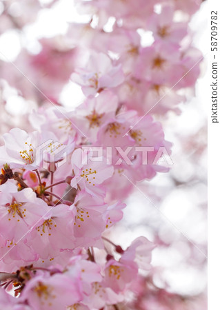 Cherry blossoms at Daigoji 58709782