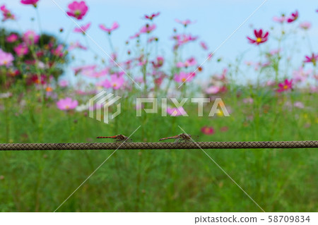 波斯菊和蜻蜓盛開在城市農業公園 58709834