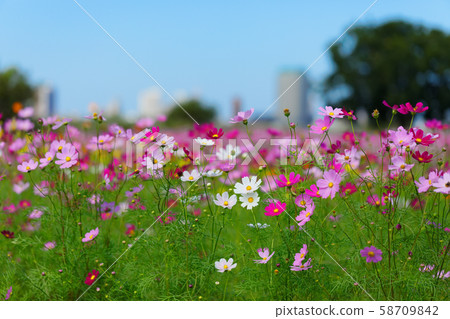 在城市農業公園盛開的波斯菊 在城市農業公園盛開的波斯菊 58709842