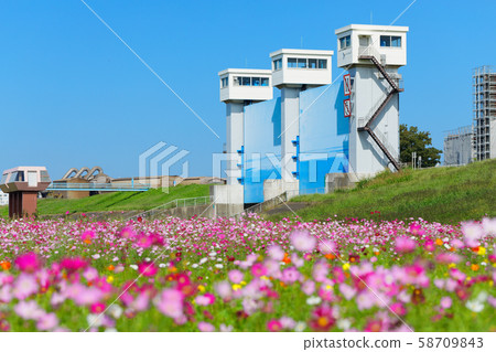 Cosmos field and Shibakawa sluice in full bloom in an urban agricultural park Cosmos field and Shibakawa sluice in full bloom in an urban agricultural park 58709843