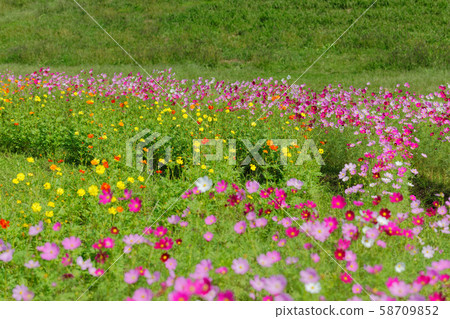 在城市農業公園盛開的波斯菊 58709852