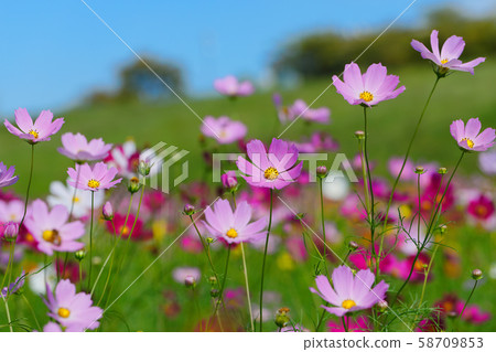 在城市農業公園盛開的波斯菊 58709853