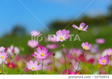 在城市農業公園盛開的波斯菊 58709854