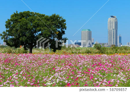 川口百鄉的都市農業公園和住宅區盛開的波斯菊 58709857