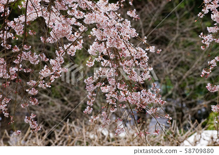 Cherry blossoms at Daigoji Cherry blossoms at Daigoji 58709880