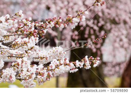 Cherry blossoms at Daigoji 58709890
