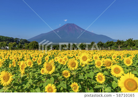 [富士山嚮日葵田] 58710165