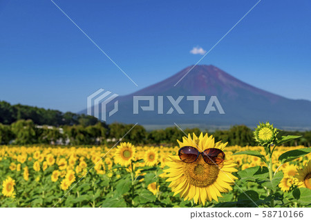 [富士山嚮日葵田] 58710166