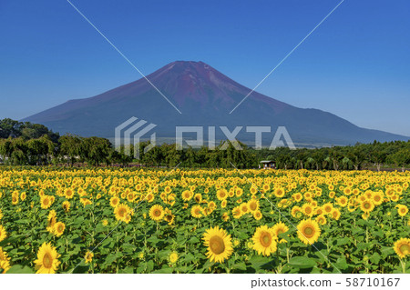 [富士山嚮日葵田] 58710167
