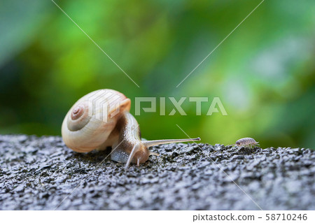 Snail and Warabimushi small world 58710246