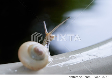 一隻蝸牛在黃昏時凝視遠方的背影 58710248
