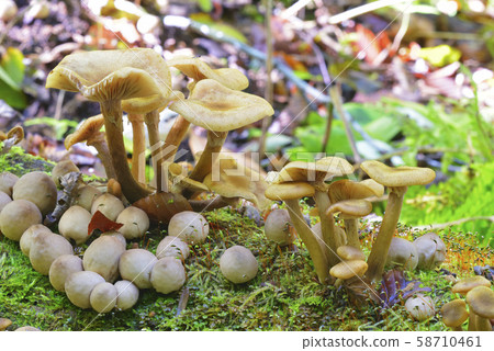 成田和塵竹 58710461