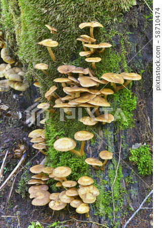 Naratake Naratake 58710474