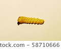 毛毛蟲幼蟲（側面） 58710666
