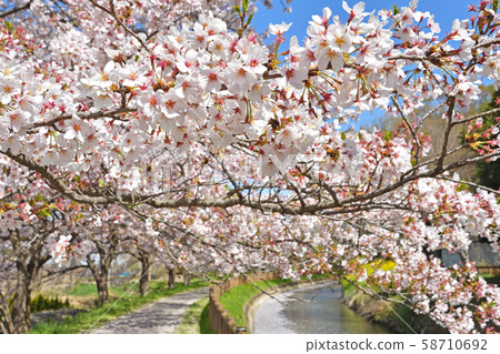 Meanuma paddy: Imanuma substitute water east edge Meanuma paddy: Imanuma substitute water east edge 58710692