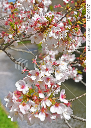 Meanuma稻田：Imanuma代替水東邊緣 58710697