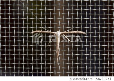 Convolvulus Convolvulus 58710731