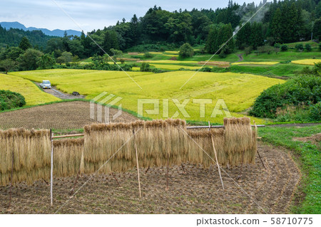 Rice terrace of rice terrace 58710775