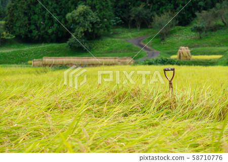Rice field scoop 58710776