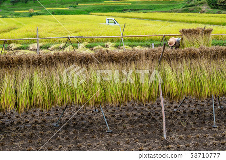 Rice paddle 58710777