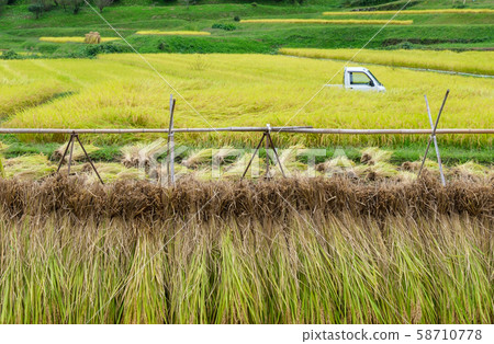Rice field harvest 58710778
