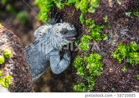 Galapagos Marine Iguana eating marine algae growing on rocky shores 58710885