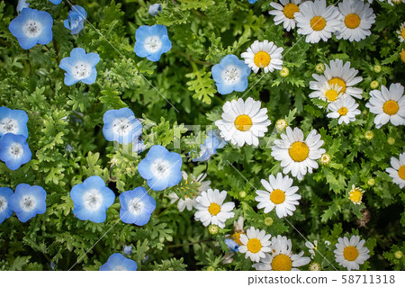 Nemophila and Margaret 58711318