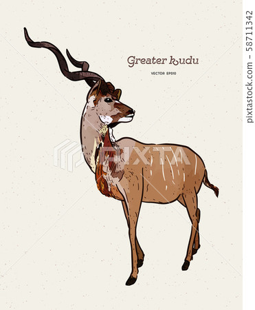 greater kudu antelope, hand drawn vector 58711342