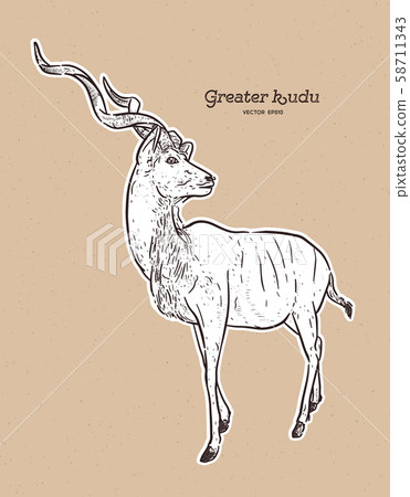 greater kudu antelope, hand drawn vector greater kudu antelope, hand drawn vector 58711343