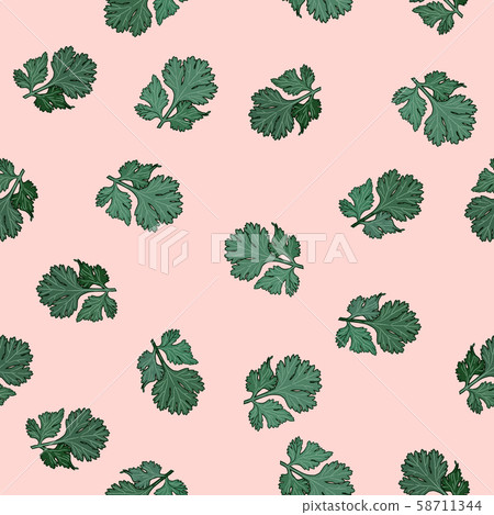 Coriander vector hand drawn illustration seamless Coriander vector hand drawn illustration seamless 58711344