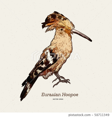 Hoopoe sketch, vector illustration. Hand drawn Hoopoe sketch, vector illustration. Hand drawn 58711349