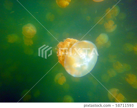 Republic of Palau, Koror State, World Heritage Rock Island Jellyfish Lake 58711593