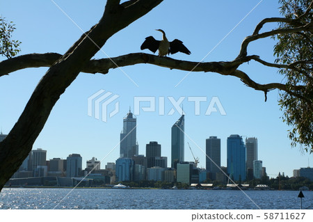野生鳥在樹枝上的翅膀乾燥 野生鳥在樹枝上的翅膀乾燥 58711627