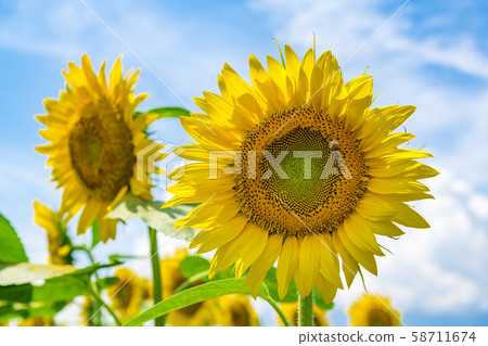 [Amino sunflower field] 58711674