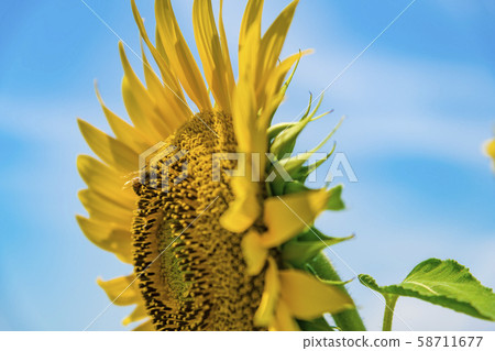 [Amino sunflower field] 58711677