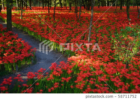 十月日高35珍珠田珍珠花園 十月日高35珍珠田珍珠花園 58711752