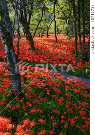 October Hidaka 34 Kinchakuda Manjusha Park October Hidaka 34 Kinchakuda Manjusha Park 58711753