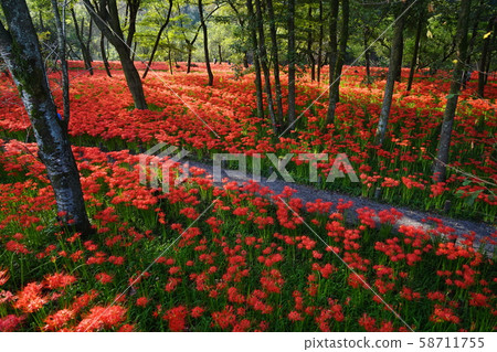 十月日高32珍珠田珍珠園 58711755