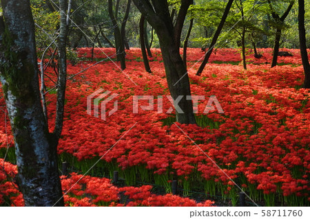 October Hidaka 27 Kinchakuda Manjusha Park October Hidaka 27 Kinchakuda Manjusha Park 58711760