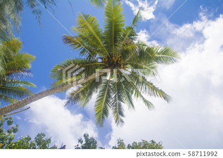 Republic of Palau Babeldaob Island Palm trees on the beach of Garardo Republic of Palau Babeldaob Island Palm trees on the beach of Garardo 58711992