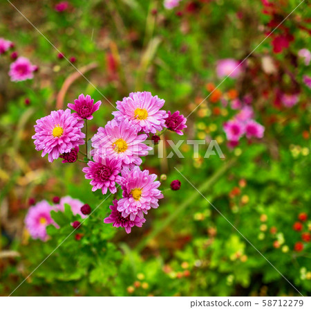 Korean Chrysanthemum Landscape Korean Chrysanthemum Landscape 58712279