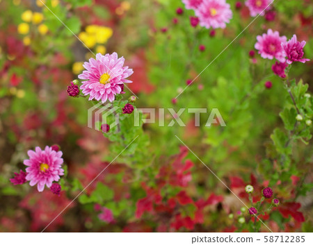 韓國國花景觀 韓國國花景觀 58712285