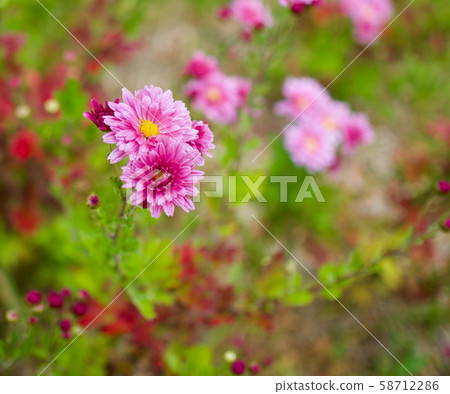 韓國國花景觀 韓國國花景觀 58712286